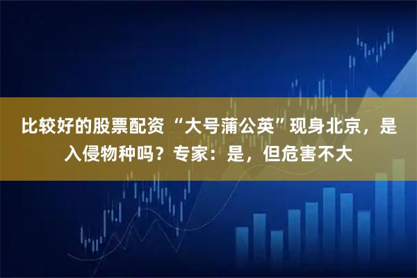 比较好的股票配资 “大号蒲公英”现身北京，是入侵物种吗？专家：是，但危害不大